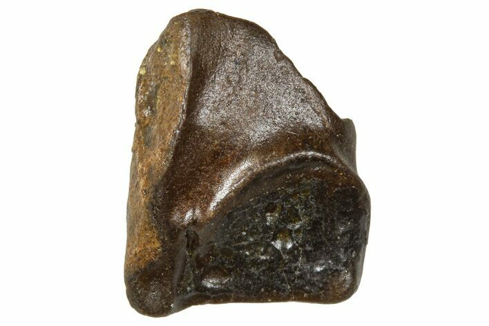 Fossil Triceratops Shed Tooth - Wyoming #376635